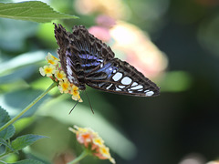 Blauer Segler (Wilhelma)