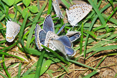 Newly Hatched Karner Blue Butterflies, Lycaeides melissa samuelis