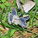 Newly Hatched Karner Blue Butterflies, Lycaeides melissa samuelis
