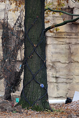 Baum mit Elektroschutz (Wilhelma)