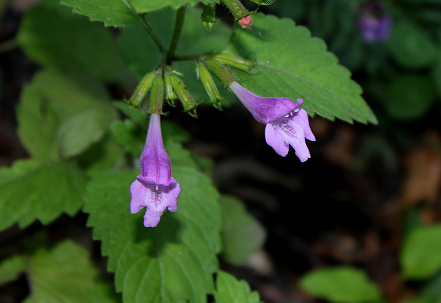 Calamintha grandiflora-001