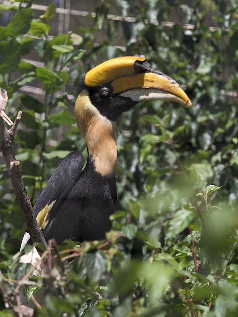 Doppelhornvogel (Wilhelma)