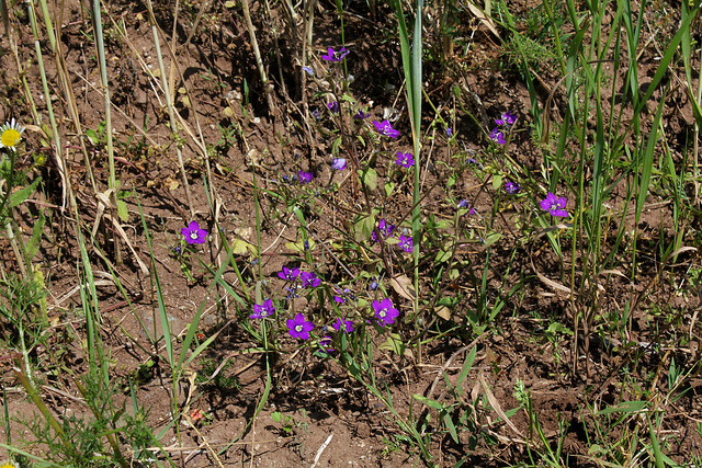 Legousia speculum-veneris- Spéculaire miroir de Vénus