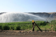 Sprinkler, Moses Coulee