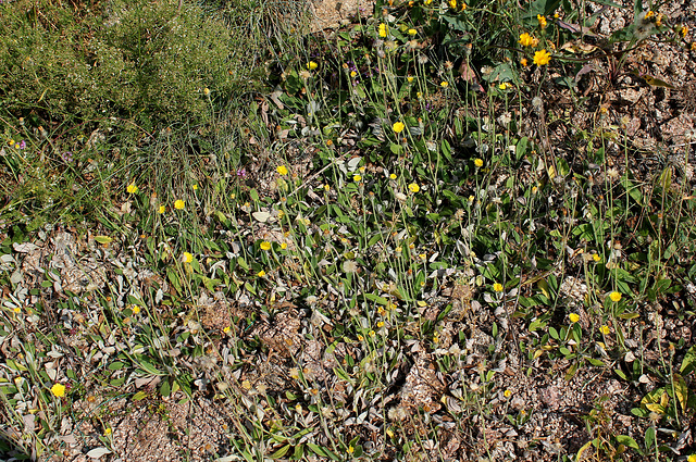 Hieracium pilosella- Piloselle