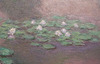 Detail of Water Lilies by Claude Monet in the Boston Museum of Fine Arts, June 2010