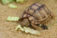 Minischildkröte (Wilhelma)