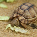 Minischildkröte (Wilhelma)