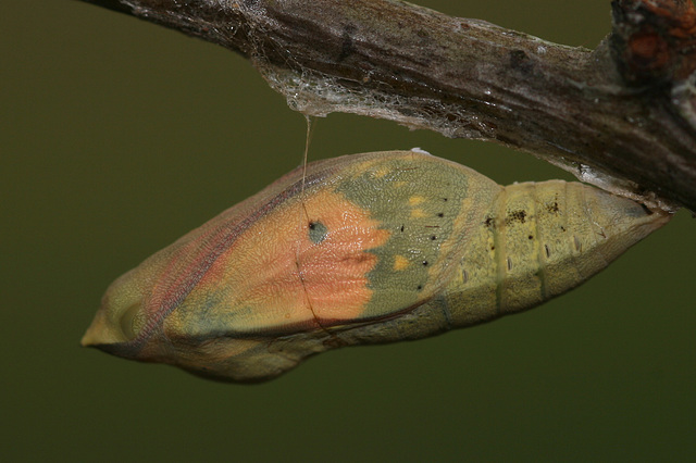 Clouded Yellow (Colias croceus) butterfly pupa