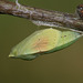 Clouded Yellow (Colias croceus) butterfly pupa