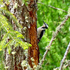 Woodpecker