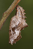 Silver Washed Fritillary (Argynnis paphia) butterfly pupa
