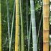 Colors of bamboo