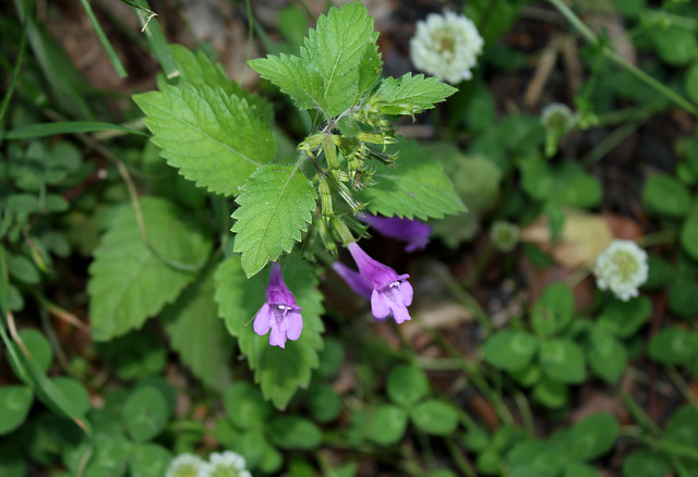 Calamintha grandiflora-003