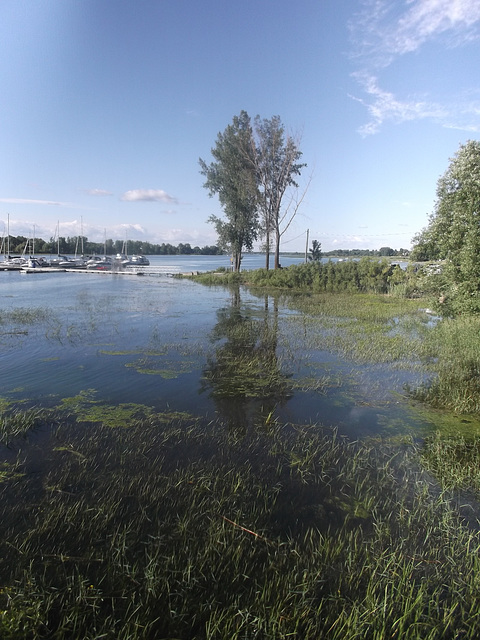 Stagnant reflection / Reflet stagnant - 30 juin 2013.