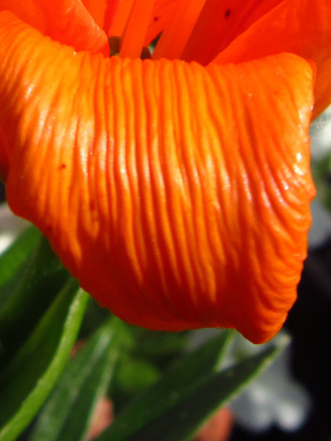 Gorgeous orange lily starting to finish
