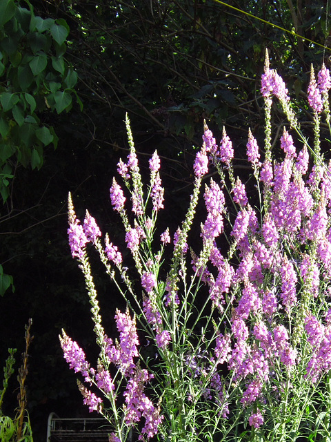 My purple toadflax