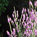 My purple toadflax