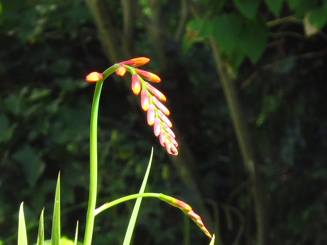 Mombretia starting to flower