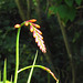 Mombretia starting to flower