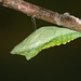 Black Swallowtail (Papilio polyxenes) pupa
