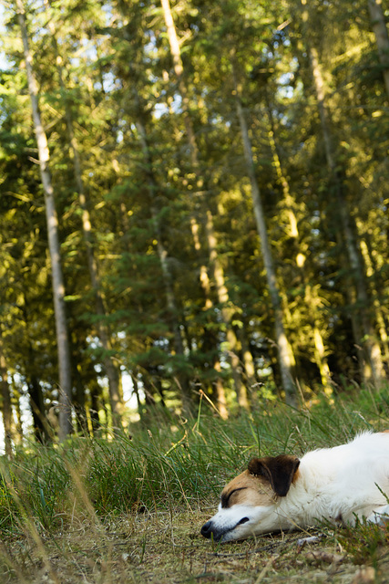 Jack Russell Clifford DSC01751