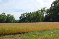 Grenkampoj, preĝejpinto St. Petro (Getreidefelder Kirchturmspitze St. Petri)