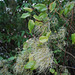 20090215-0607 Clematis hedysarifolia DC.