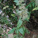 20090215-0608 Clematis hedysarifolia DC.
