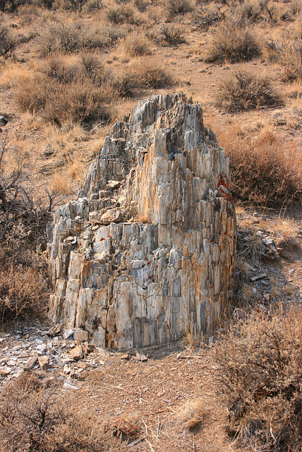 Fossil Log