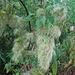 20090215-0609 Clematis hedysarifolia DC.