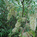 20090215-0610 Clematis hedysarifolia DC.
