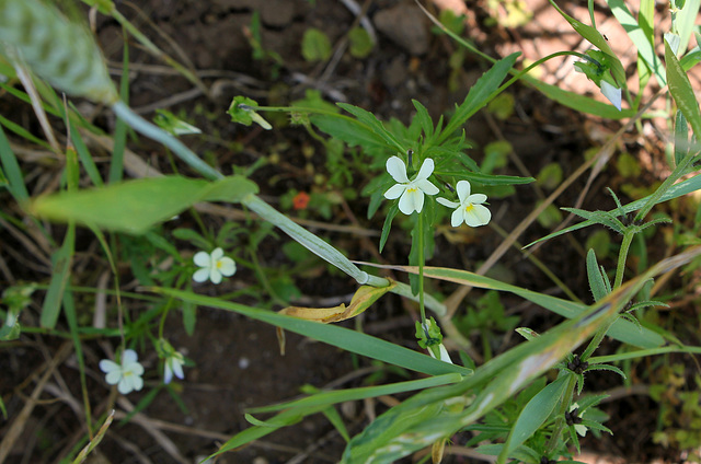 Viola arvensis- Pensée des champs