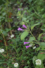Calamintha grandiflora-004