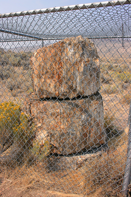 Fossil Log