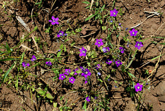 Legousia speculum-veneris - Spéculaire miroir de Vénus