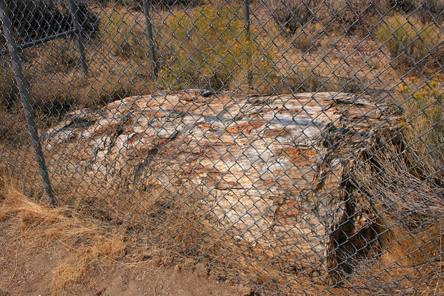 Fossil Log