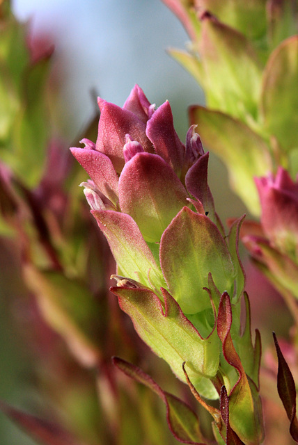 Mountain Owl's Clover