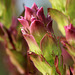 Mountain Owl's Clover