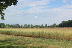 Grenkampoj, arbareto, ĉielo (Getreidefelder, Wäldchen, Himmel)