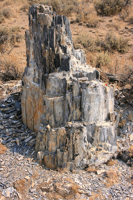 Fossil Log