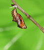Silver washed fritillary (Argynnis paphia) butterfly pupa