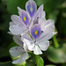 20110429-6664 Eichhornia crassipes (Mart.) Solms