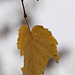 Herbstblatt (Wilhelma)