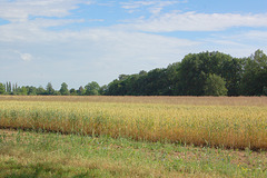 Grenkampoj, arbareto, ĉielo (Getreidefelder, Wäldchen, Himmel)