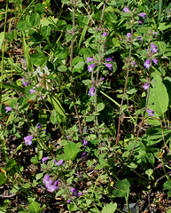 Clinopodium acinos (2)