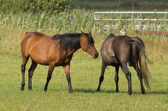 20130731-DSC01584