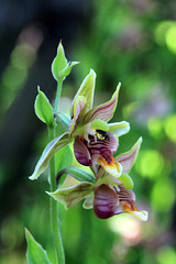 Epipactis gigantea