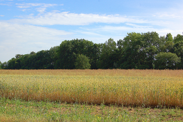 Grenkampo, arbareto kaj ĉielo (Kornfeld, Wäldchen und Himmel