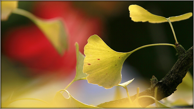 L'automne du ginkgo